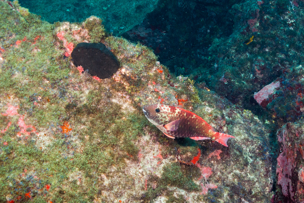 Agassiz's parrotfish (Sparisoma frondosum) — Scaridae