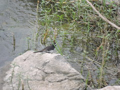 Motacilla maderaspatensis
