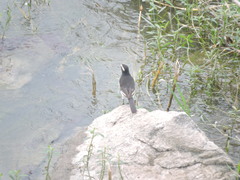 Motacilla maderaspatensis