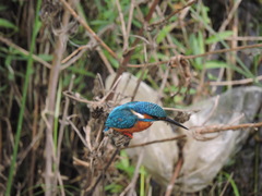 Alcedo atthis
