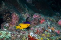 Stegastes rocasensis