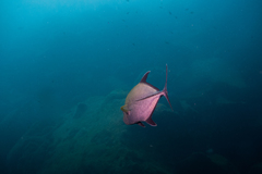 Caranx lugubris