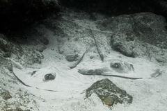 Hypanus berthalutzae