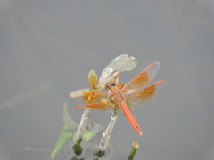 Brachythemis contaminata