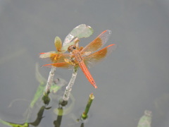 Brachythemis contaminata