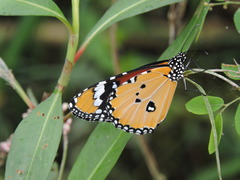 Danaus chrysippus