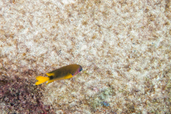 Stegastes rocasensis