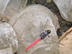Orthetrum pruinosum