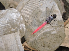 Orthetrum pruinosum