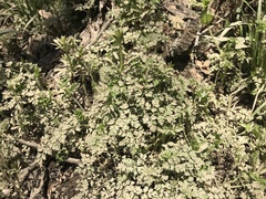 Chaerophyllum procumbens