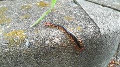 Scolopendra mutilans