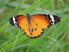 Danaus chrysippus