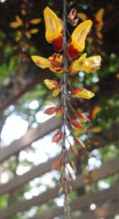Thunbergia mysorensis