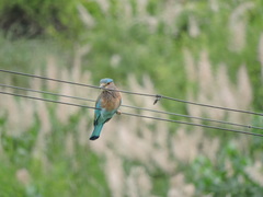 Coracias benghalensis