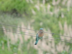 Coracias benghalensis