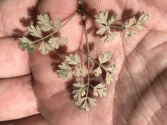 Chaerophyllum procumbens