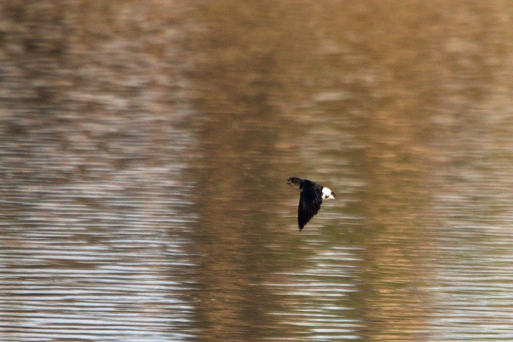 Böhm's Spinetail (Neafrapus boehmi), photo 5