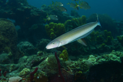 Malacanthus plumieri