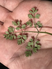 Chaerophyllum procumbens