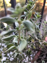 Origanum majorana