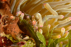 Periclimenes yucatanicus