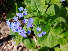 Brunnera