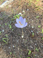 Crocus cancellatus mazziaricus