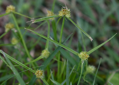 Cyperus metzii