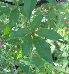 Passiflora incarnata × cincinnata