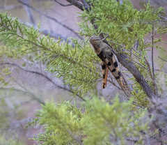 Austracris basalis