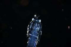 Lysiosquilloidea