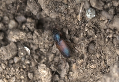 Gynandromorphus etruscus