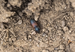 Gynandromorphus etruscus