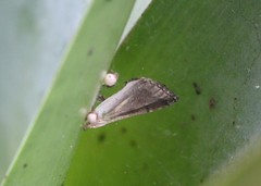 Lepidoptera