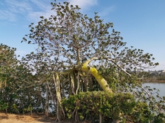 Ficus microcarpa latifolia