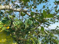Ficus microcarpa latifolia