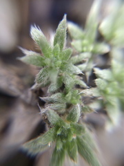 Euploca confertifolia