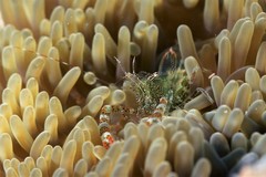 Periclimenes rathbunae