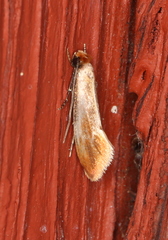 Tinea semifulvella