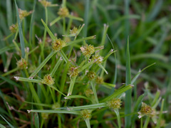 Cyperus metzii