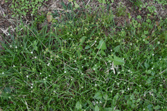 Cyperus metzii