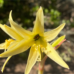 Arthrobrachus nigromaculatus