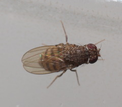 Drosophila repleta