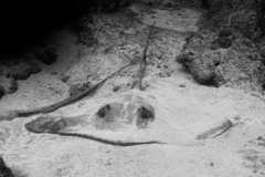 Hypanus berthalutzae