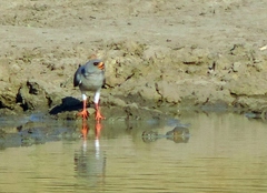 Micronisus gabar gabar