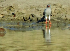 Micronisus gabar gabar