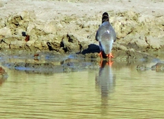 Micronisus gabar gabar