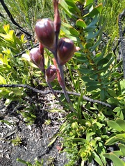 Watsonia coccinea