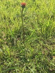 Echinacea atrorubens