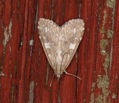 Udea olivalis